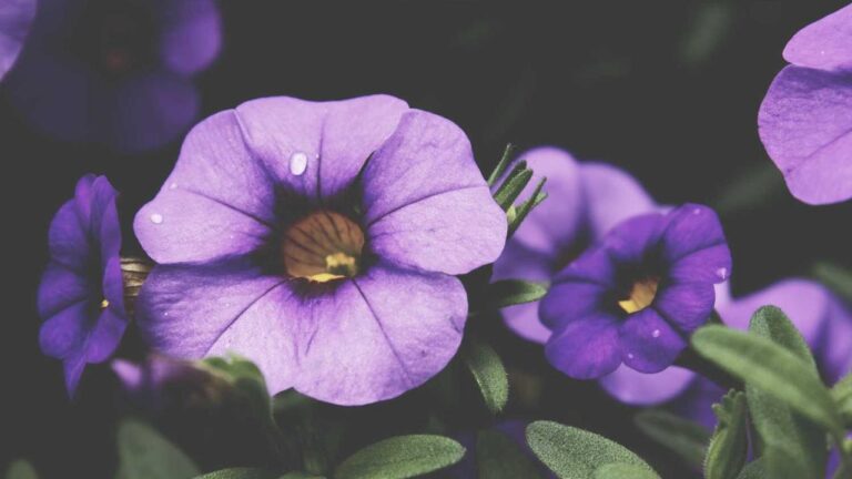 What Is Cricbet99 Win Com And How To Use It?